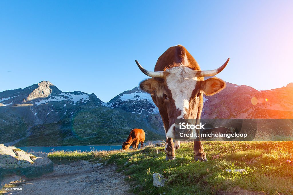 Vache aux longues cornes broutant dans les montagnes au soleil - Photo de Vache libre de droits