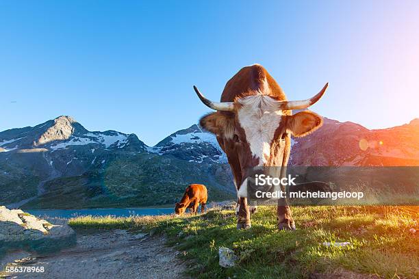 Photo libre de droit de Vache Aux Longues Cornes Broutant Dans Les Montagnes Au Soleil banque d'images et plus d'images libres de droit de Vache