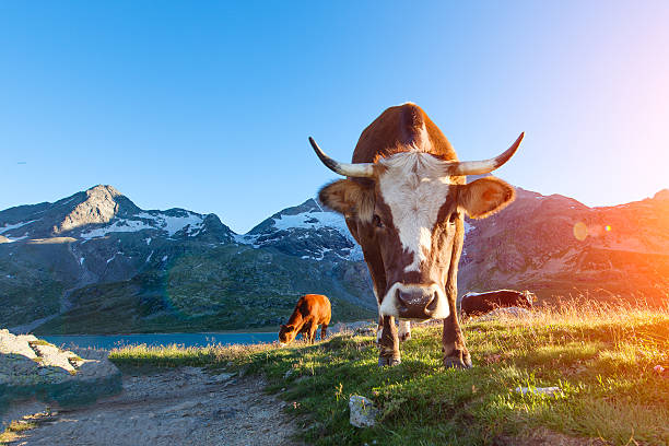 mucca con lunghe corna che pascolano in montagna al sole - switzerland engadine european alps lake foto e immagini stock