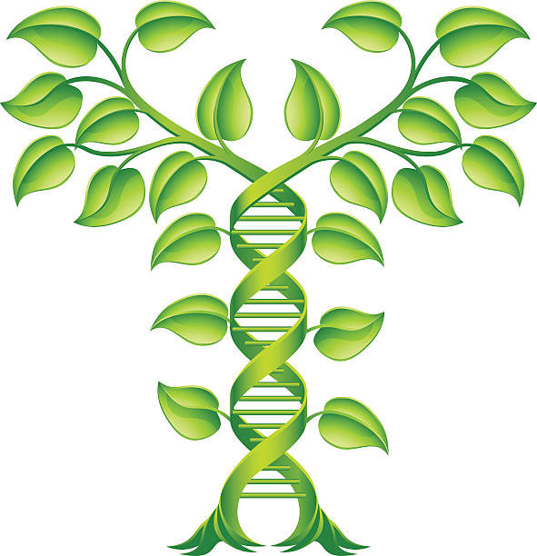 ilustraciones, imágenes clip art, dibujos animados e iconos de stock de concepto de doble hélice de la planta de adn - dna helix helix model symmetry