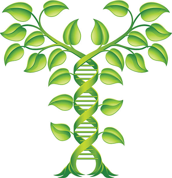dna 식물 이중 나선 개념 - nature symmetry herbal medicine green stock illustrations