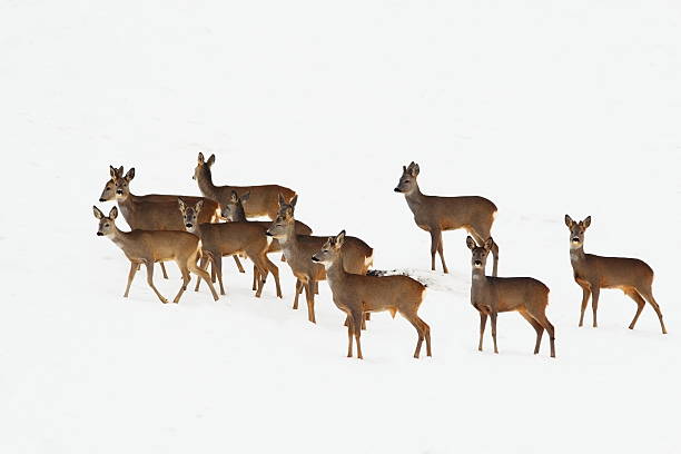 istock roe deers in a winter day 586380178