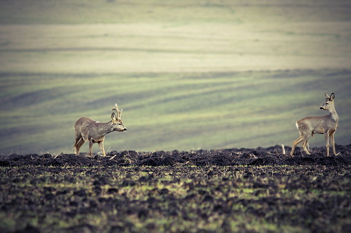 roe deers on plowed land, roebuck looking at the doe ( Capreolus capreolus )