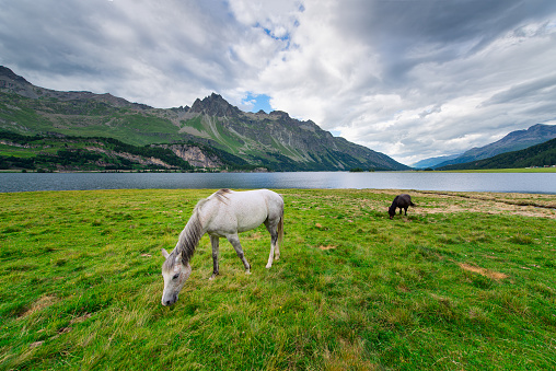 Horses in a large meadow near a lake in the mountains in the Swiss alps