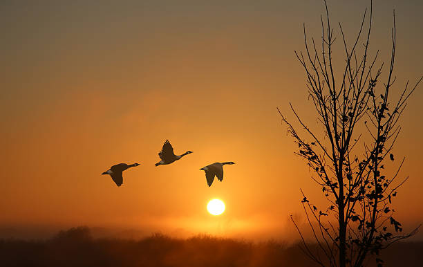 istock Birds at sunrise or sunset nature concept 586381442