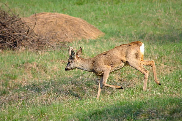 istock roe deer buck running in orchard 586381622