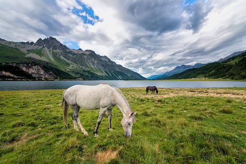 Horses in a large meadow near a lake in the mountains in the Swiss alps