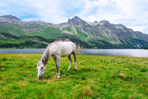 white horse in a large meadow near a lake in the mountains in the Swiss alps