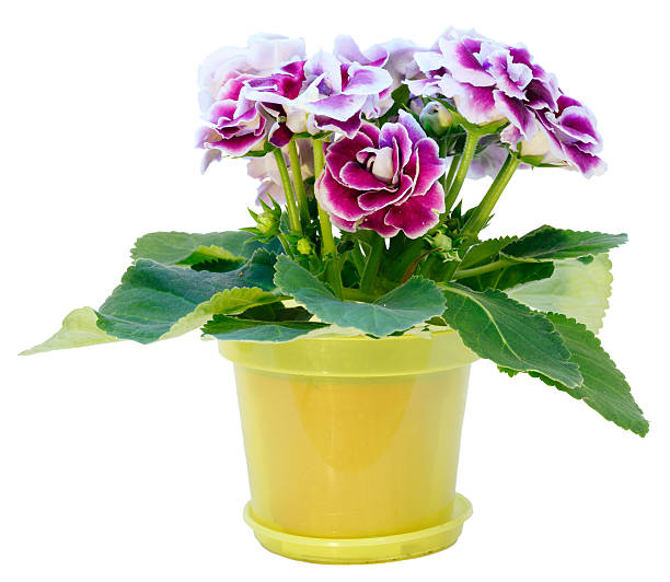 Gloxinia Plant With Violetwhite Flowers Isolated On White Stock Photo -  Download Image Now - iStock