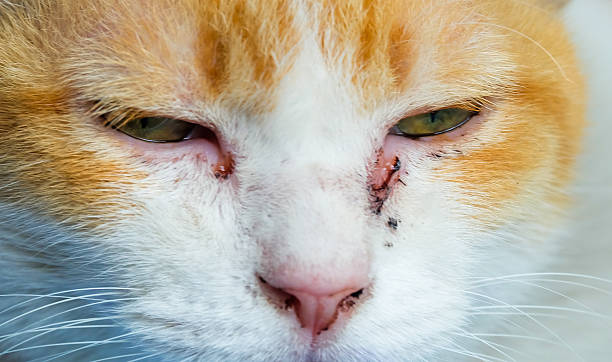 istock Close Up Portrait cat 586383170
