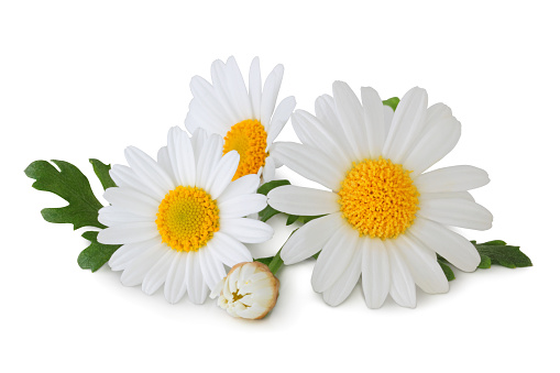 Daisys isolated - inclusive clipping path