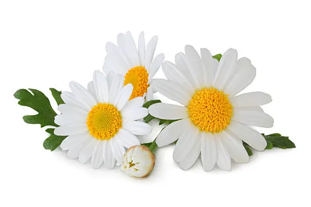 Daisys isolated on white background inclusive clipping path.