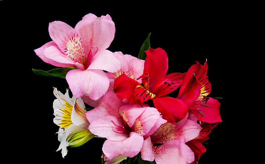 alstroemeria flowers isolated on a black  background