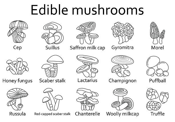 illustrations, cliparts, dessins animés et icônes de champignons comestibles icônes ensemble. illustration vectorielle. - truffe champignon