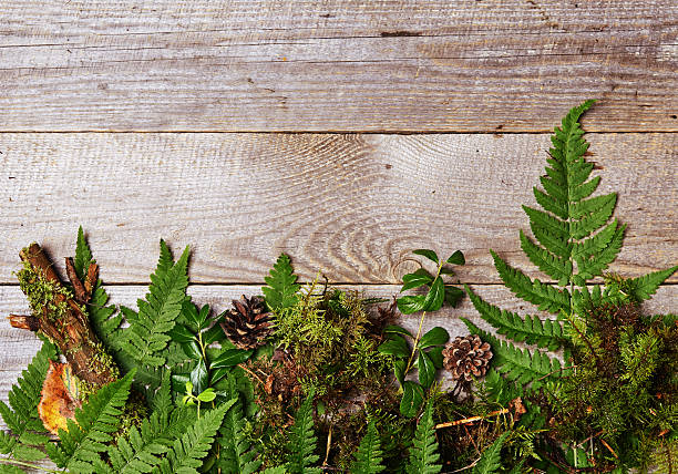 istock fern leaves on wooden background 586385344