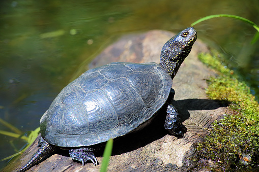 Green grass reflects off the shiny shell of an Eastern Painted Turtle as it crosses a woodland road on Cape Cod.