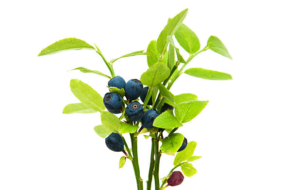 istock ripe blueberries on the branch 586385994