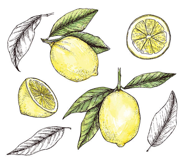 illustrations, cliparts, dessins animés et icônes de illustration vectorielle dessinée à la main - collections de citrons colorés. - lemon portion citrus fruit juice