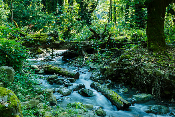 istock mountain river rapids Caucasus blue water green forest 586386562