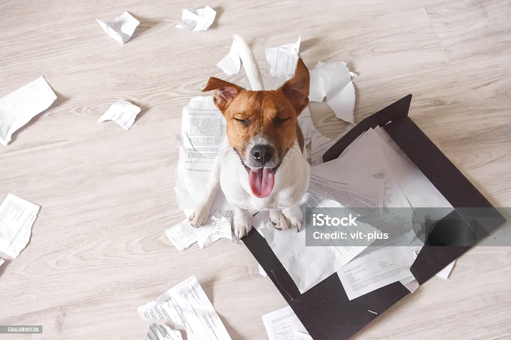 Bad dog sitting on the torn pieces of documents Bad dog sitting on the torn pieces of documents with eyes closed. Naughty pets at home. Bad puppy waiting for punishment Dog Stock Photo