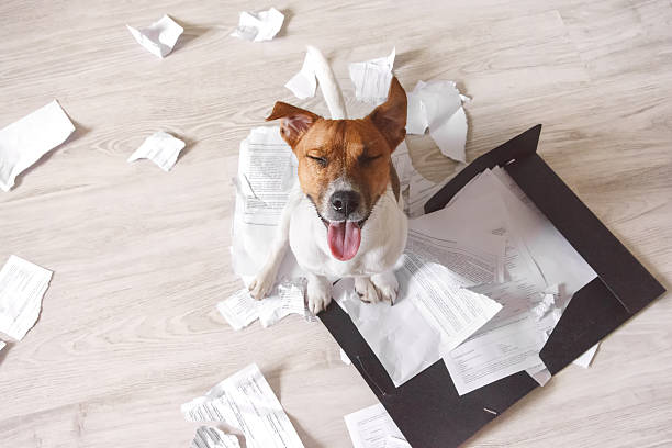 Bad dog sitting on the torn pieces of documents Bad dog sitting on the torn pieces of documents with eyes closed. Naughty pets at home. Bad puppy waiting for punishment messy stock pictures, royalty-free photos & images