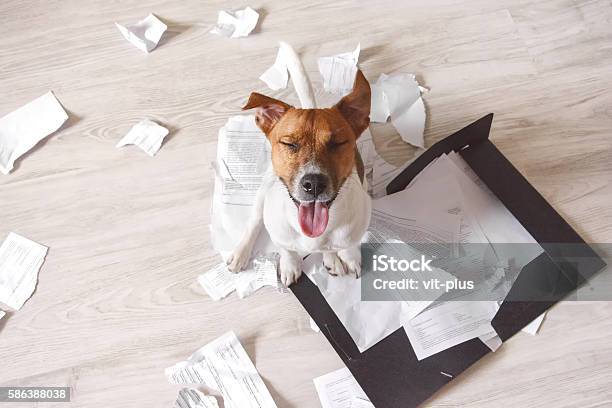 Bad Dog Sitting On The Torn Pieces Of Documents Stock Photo - Download Image Now - Dog, Paper, Messy