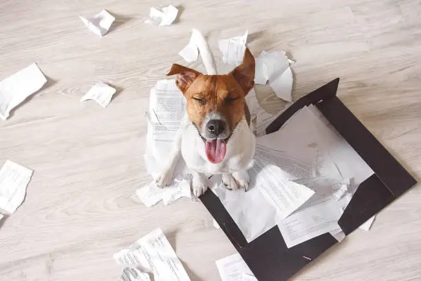 Photo of Bad dog sitting on the torn pieces of documents