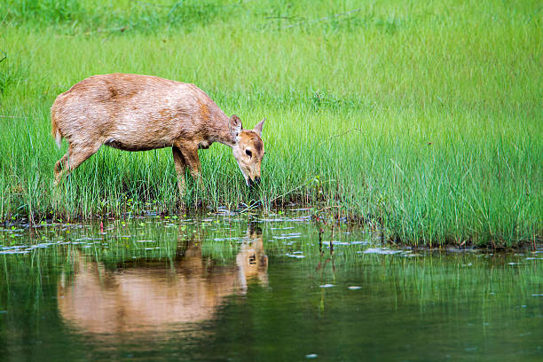 istock Hog Deer in Bardia national park, Nepal 586388900