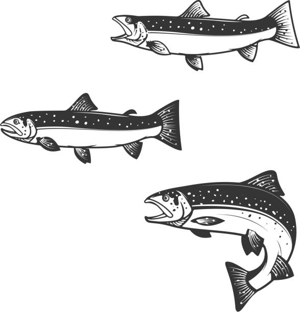 ilustrações de stock, clip art, desenhos animados e ícones de set of trout silhouettes. - trout fishing silhouette salmon