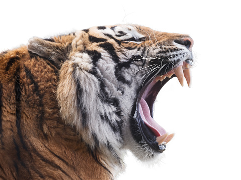 Roaring tiger isolated on white background