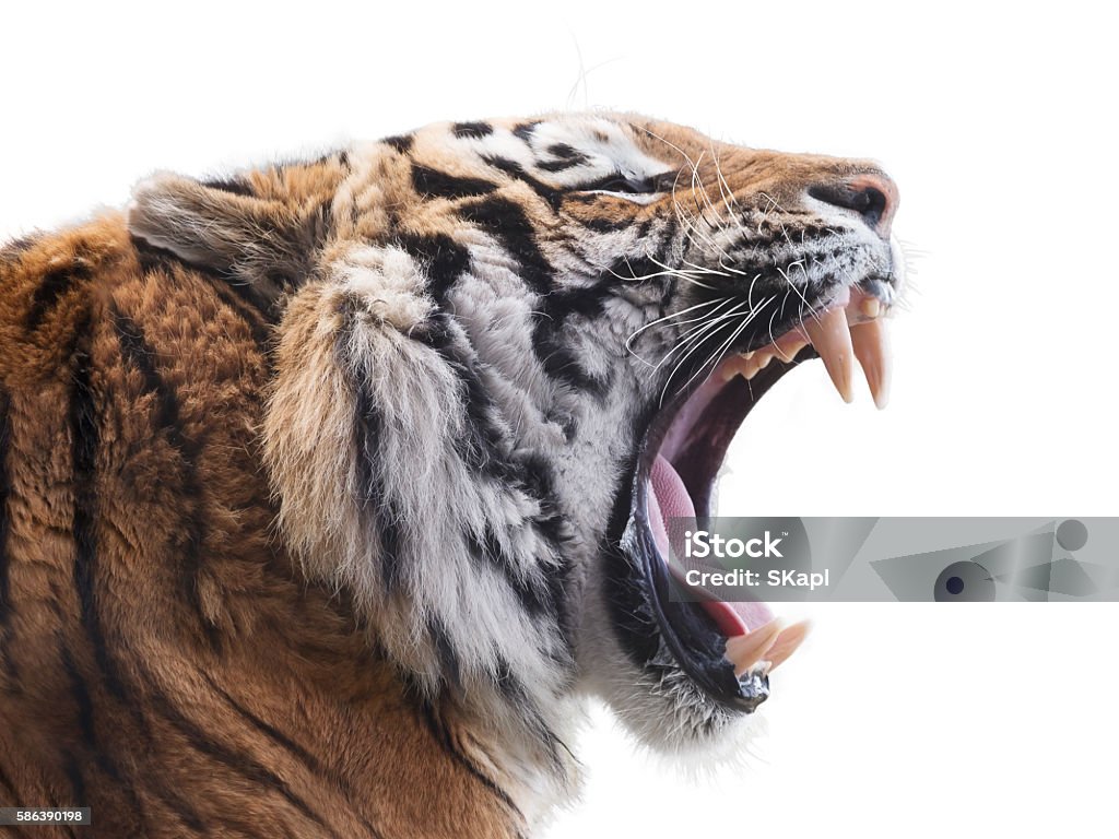 Fierce tiger Roaring tiger isolated on white background Tiger Stock Photo