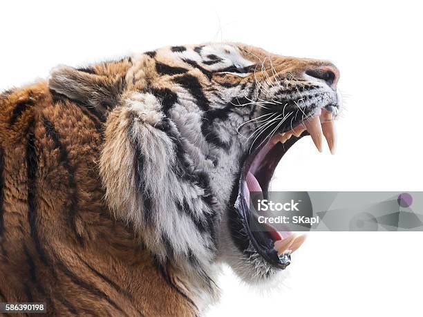 Fierce Tiger Stock Photo - Download Image Now - Tiger, Roaring, Profile View