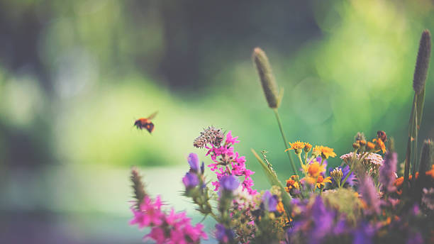 Flying bumblebee and summer flowers stock photo