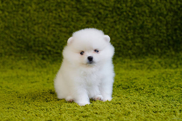 istock Little puppy. Pomeranian 586390934