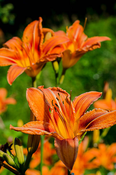 istock Lily in garden 586391298