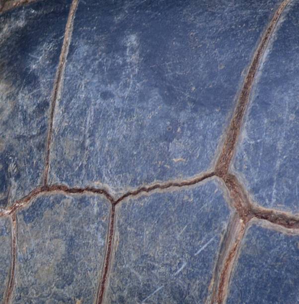 istock Aldabra Giant Tortoise 586391382