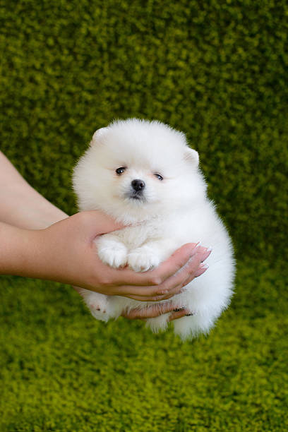 istock Little puppy. Pomeranian 586391622