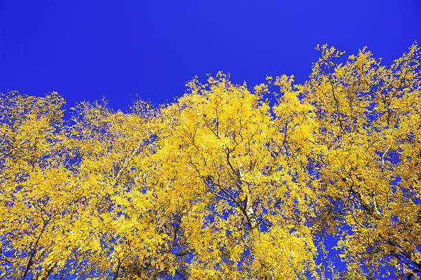 秋の木 - tree tall poplar tree bark ストックフォトと画像