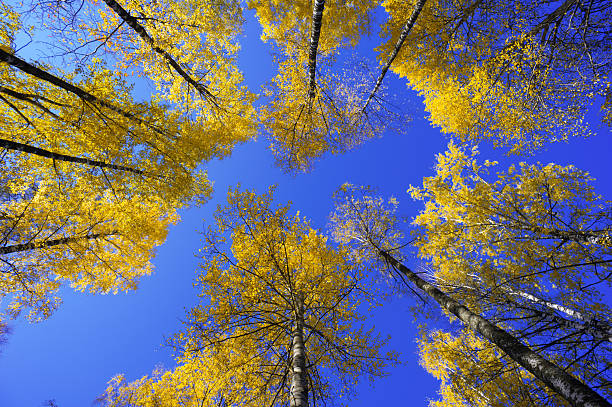 秋の森の木 - tree tall poplar tree bark ストックフォトと画像