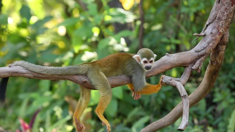 3,372 Funny Monkey Stock Videos and Royalty-Free Footage - iStock | Funny monkey white background 3,372 Funny Monkey Stock Videos and Royalty-Free Footage - iStock | Funny monkey white background