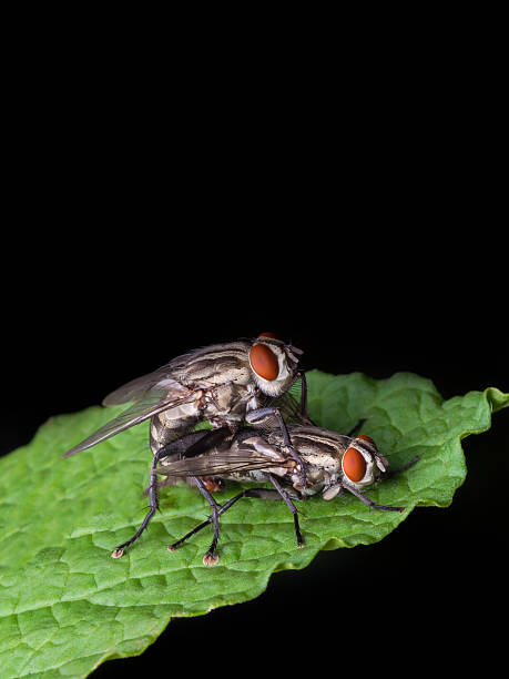 istock Flying Breeding, or Mating of two Flies on Green Leaf 586692290