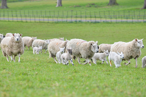 Flock of sheep and young lambs moving as if running from a predator.
