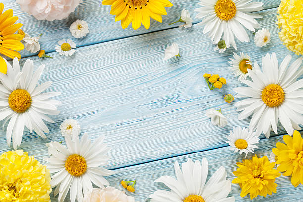 Garden flowers over wooden background Garden flowers over blue wooden table background. Backdrop with copy space german chamomile nature plant chamomile plant stock pictures, royalty-free photos & images