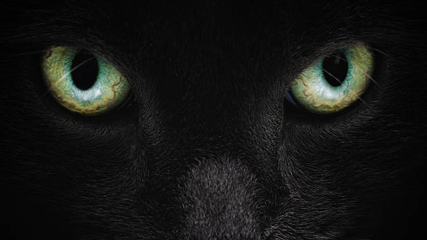 istock grey cat face closeup with green eyes 586693760