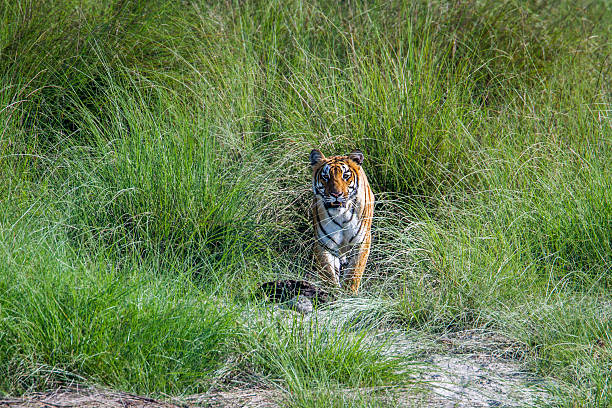 wild bengal tiger in bardia, nepal  - chitwan stock-fotos und bilder