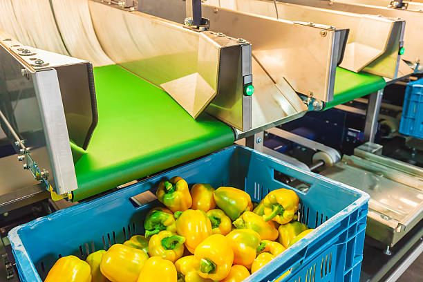 Sorting of yellow bell peppers during harvest