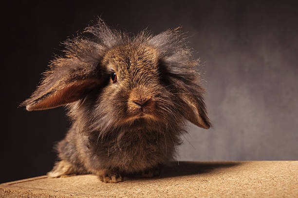 istock fluffy little lion head bunny rabbit 586694598