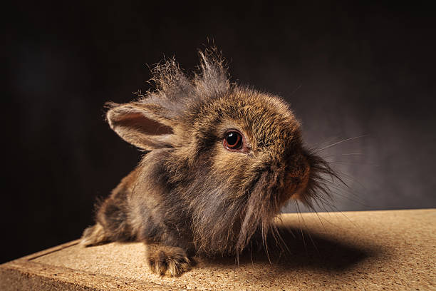 istock side view of a cute little lion head bunny rabbit 586694788
