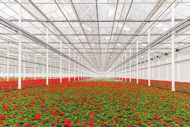 istock Blooming geranium plants in a greenhouse 586695042