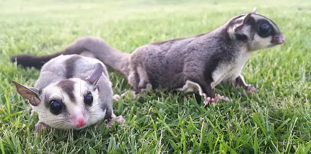 Photo of White face and normal Sugar gliders playing in the garden